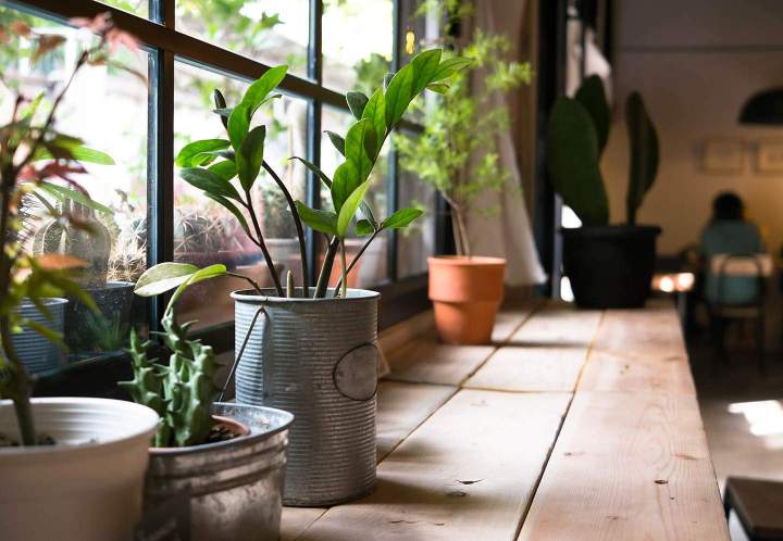 Magasin de plantes rares Anglet