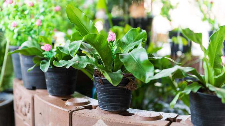 Plantes rares Anglet