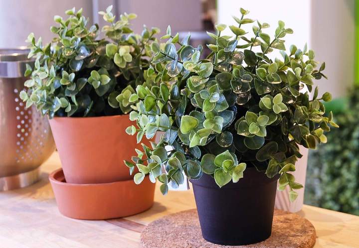 Magasin de plantes rares Anglet