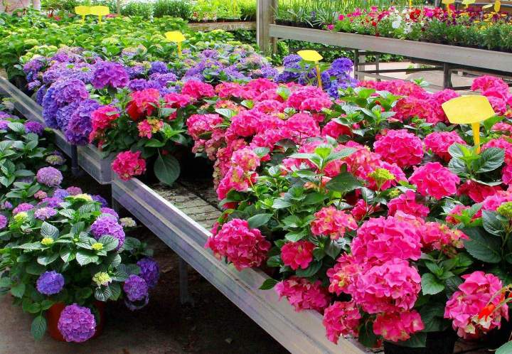 Magasin de plantes rares Anglet