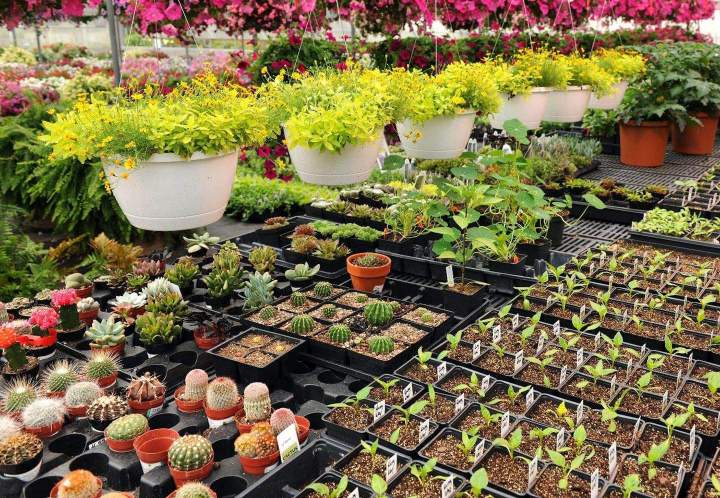 Magasin de plantes rares Anglet
